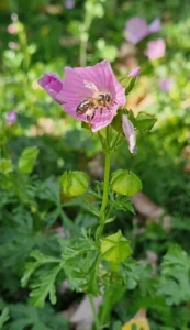 abeille et fleurs